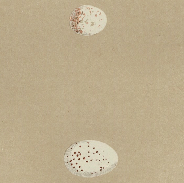 1896年 Morris 英国の鳥類 木版画 アリスイ キバシリ カベバシリ 卵 博物画の画像3