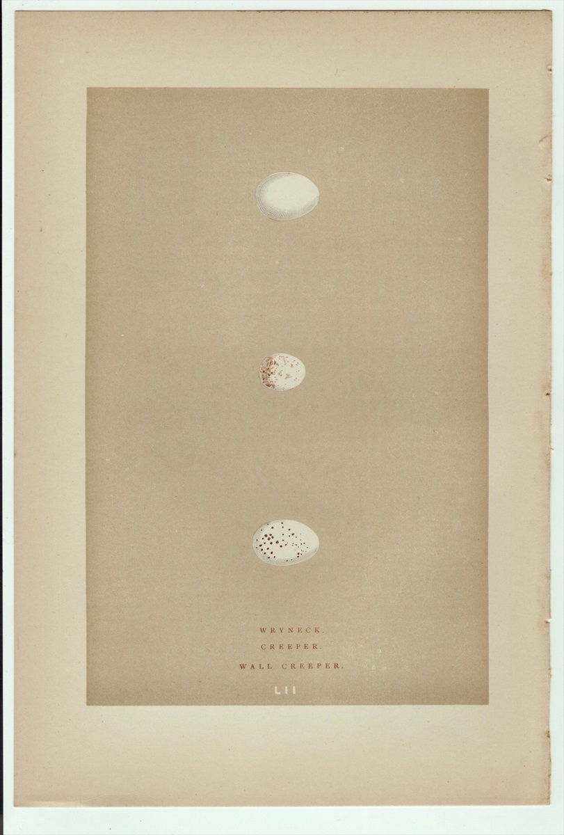 1896年 Morris 英国の鳥類 木版画 アリスイ キバシリ カベバシリ 卵 博物画の画像1