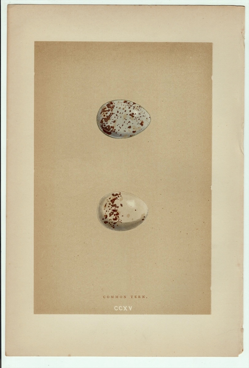 1896年 Morris 英国鳥類の巣と卵の自然史 木版画 カモメ科 アジサシ属 アジサシ Common Tern 卵 博物画_画像1