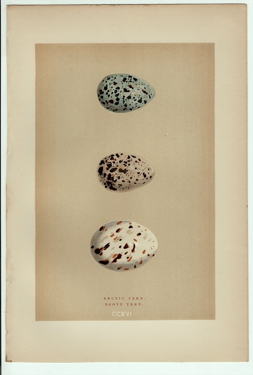 1896年 Morris 英国鳥類の巣と卵の自然史 木版画 カモメ科 キョクアジサシ セグロアジサシ属 卵 博物画_画像1