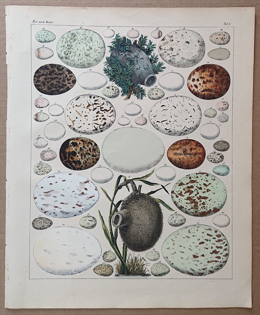 1843年 Oken 博物図鑑 手彩色 鋼版画 大判 ヨーロッパハチクマ アカトビ コアカゲラ エナガ ベニヒワ 卵 巣など53種 博物画_画像1