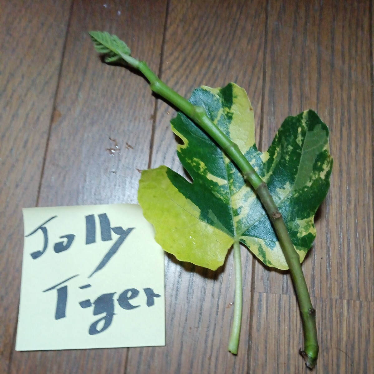 ジョリータイガー穂木１本です。イチジク穂木１。の画像1