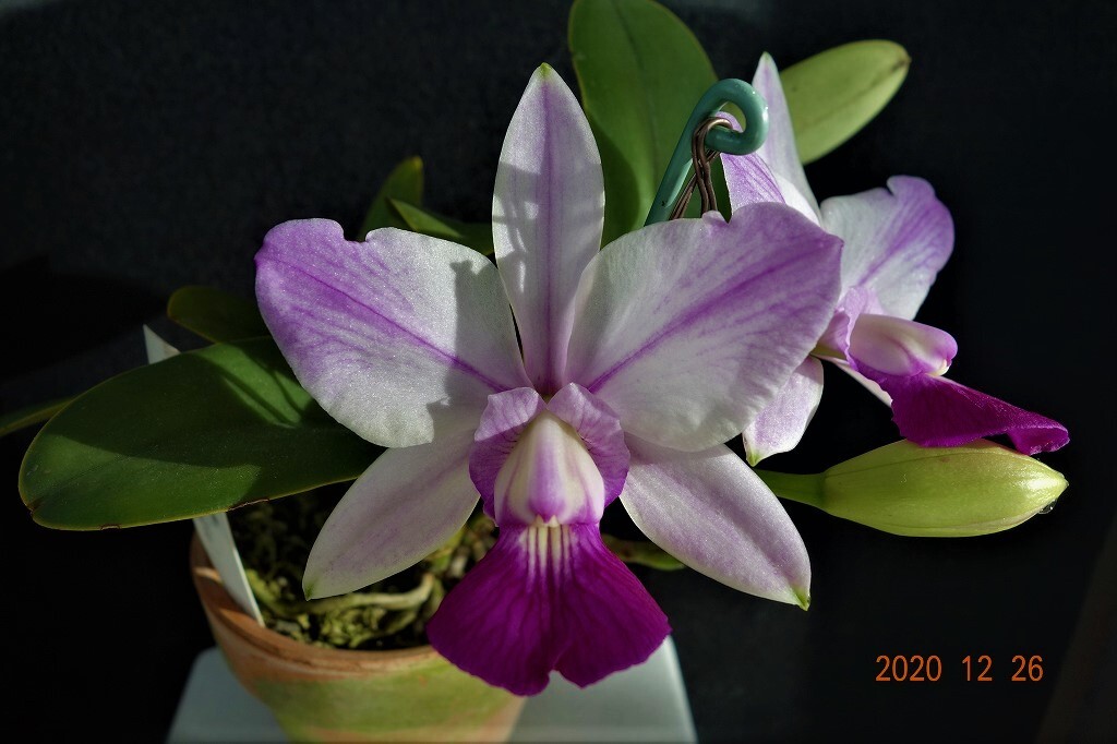 洋蘭原種カトレア C.walkeriana fma. aquinii ' Gifu ' (MC) 開花分け株です_画像1