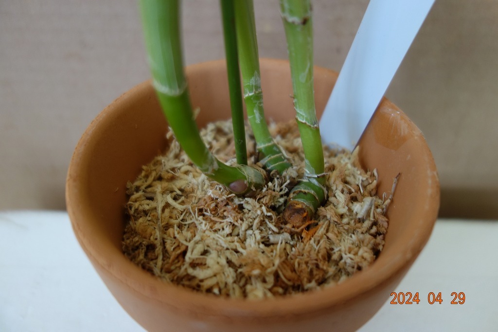 洋蘭原種カトレア C.lueddemanniana rubra ' Camila ' (OG) の分け株です_画像5