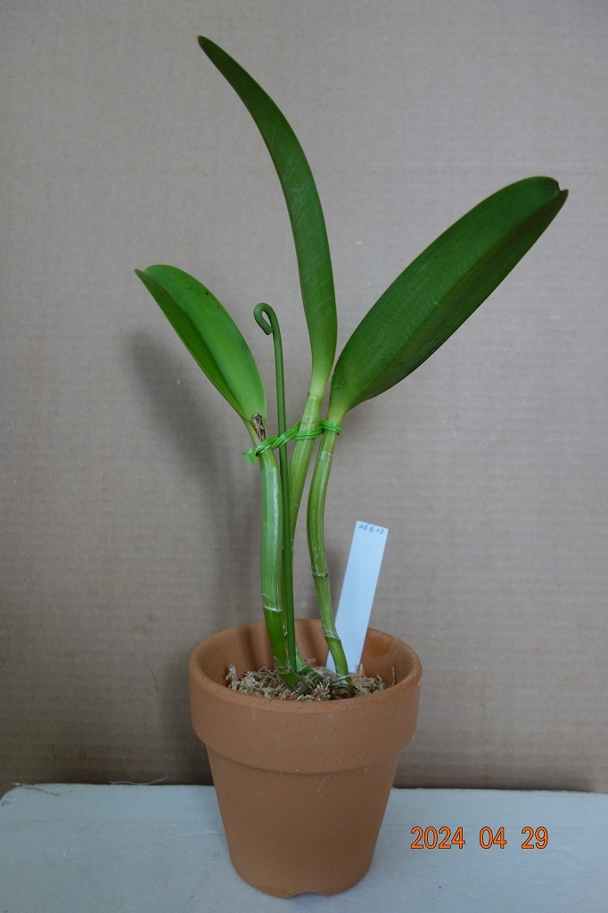 洋蘭原種カトレア C.lueddemanniana rubra ' Camila ' (OG) の分け株です_画像4