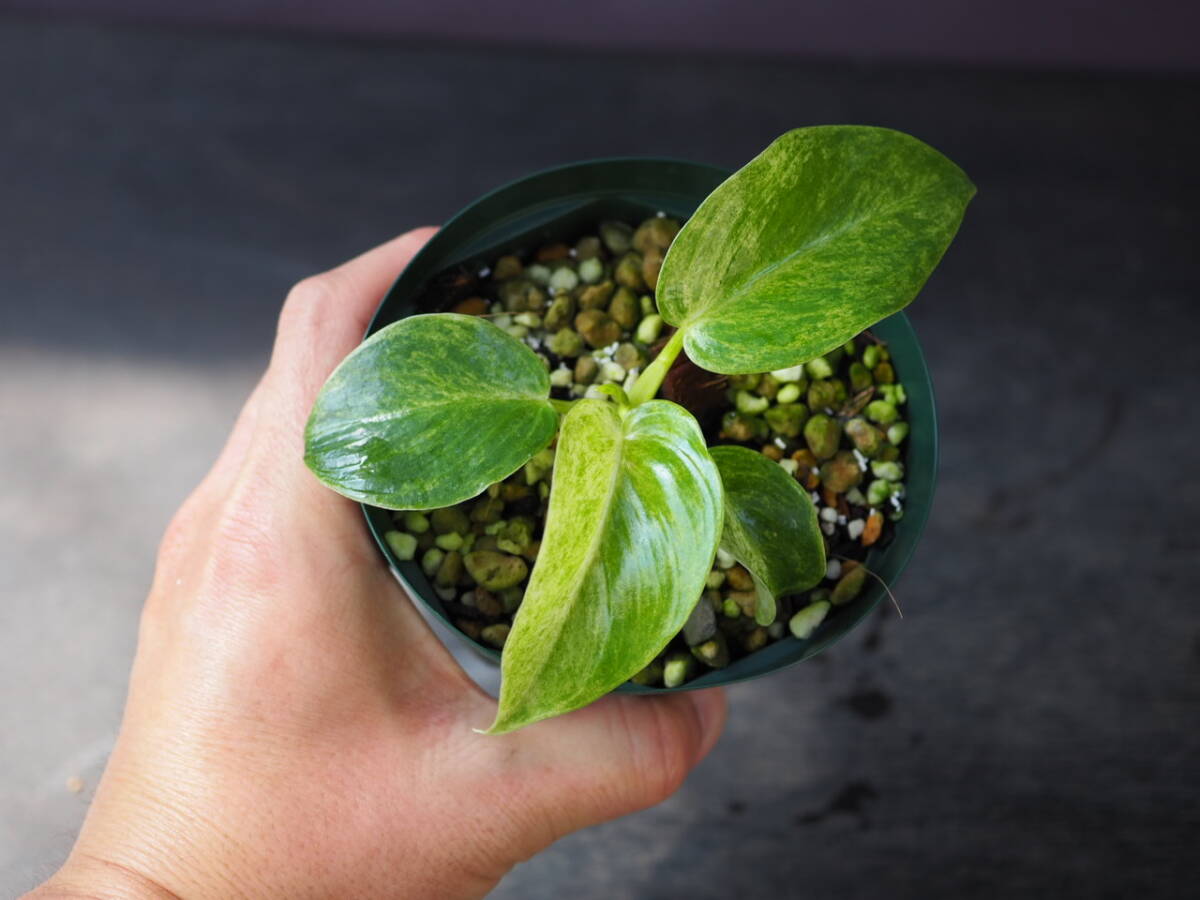 フィロデンドロン ギガンチウム (Philodendron giganteum variegated)の画像6