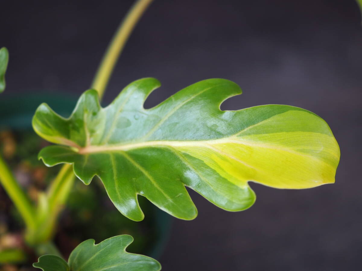 フィロデンドロン ザナドゥ 黄斑 (Philodendron xanadu 'yellow variegated') の画像3