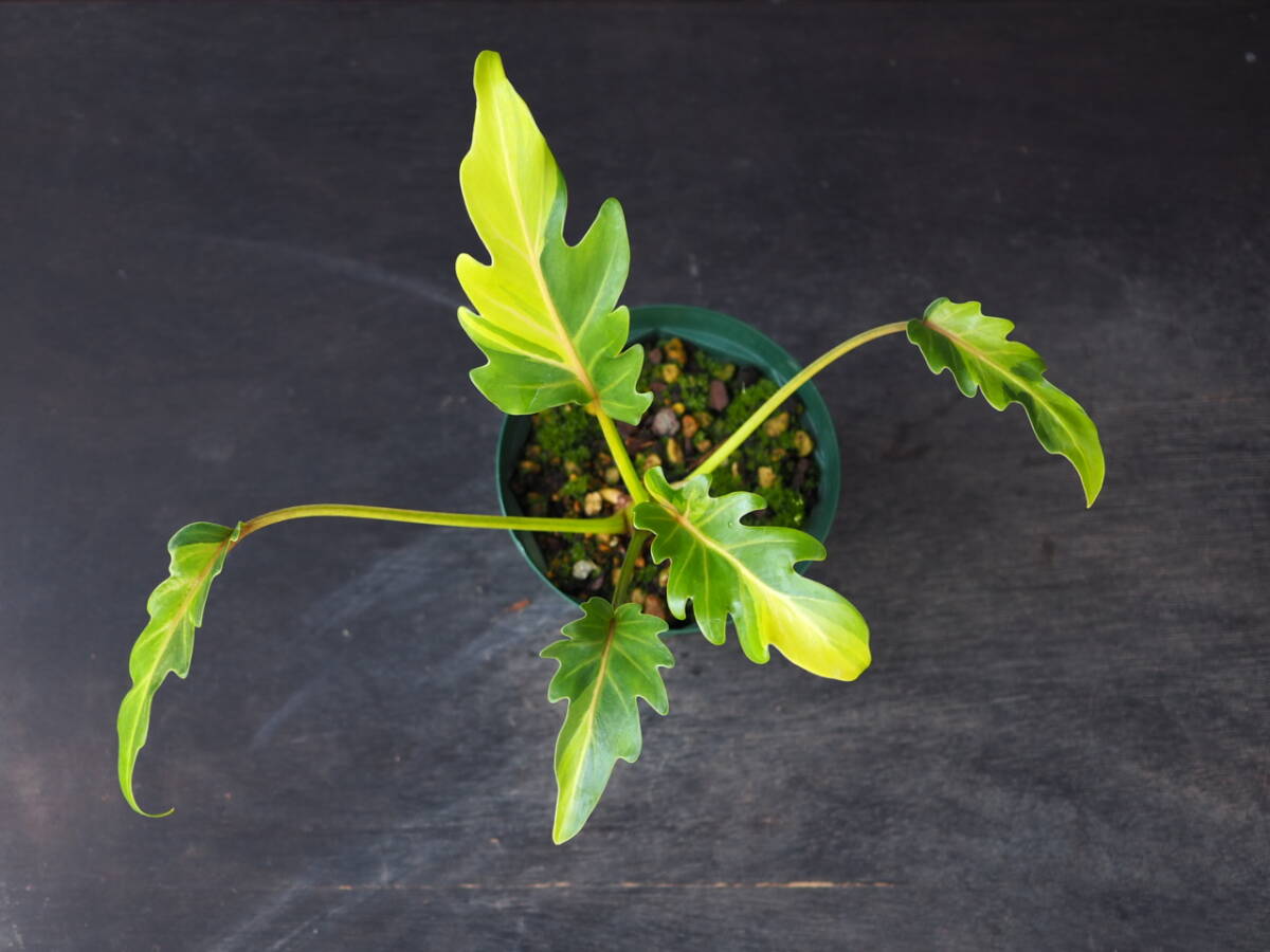 フィロデンドロン ザナドゥ 黄斑 (Philodendron xanadu 'yellow variegated') の画像6