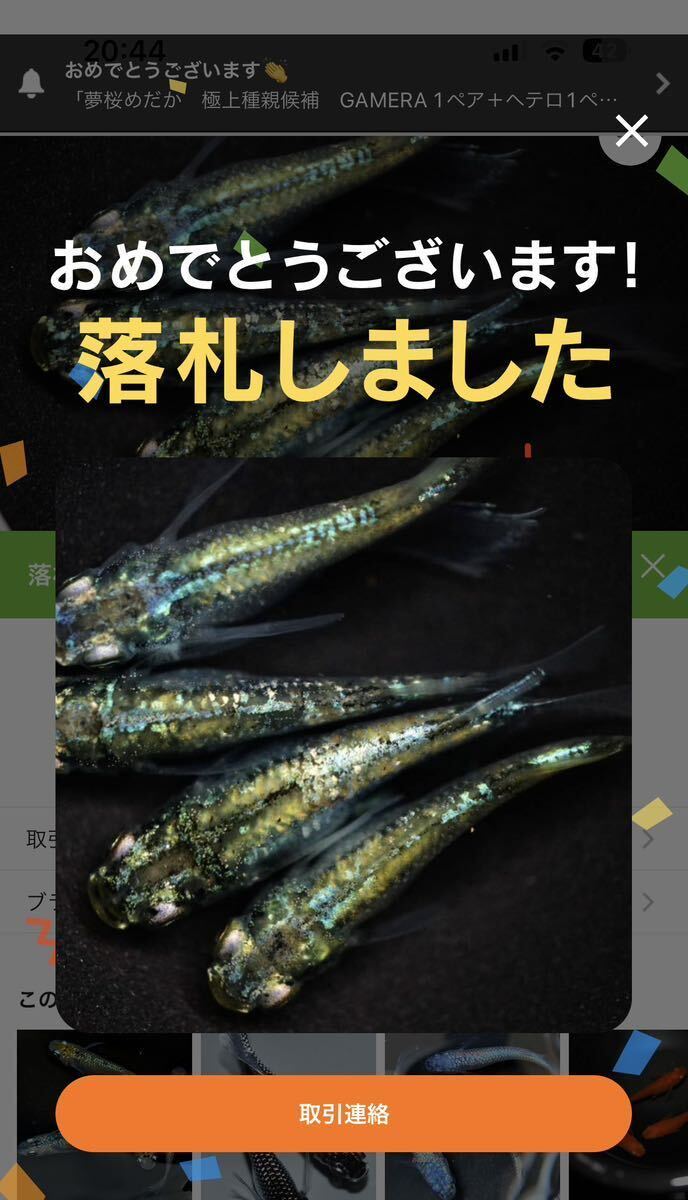 【めだかの卵】超極上 GAMERA ガメラ リアルロングフィン めだか 有精卵 8個＋α 画像の極上親個体からの有精卵 （検 ゴジラ ヒミツヘイキの画像2