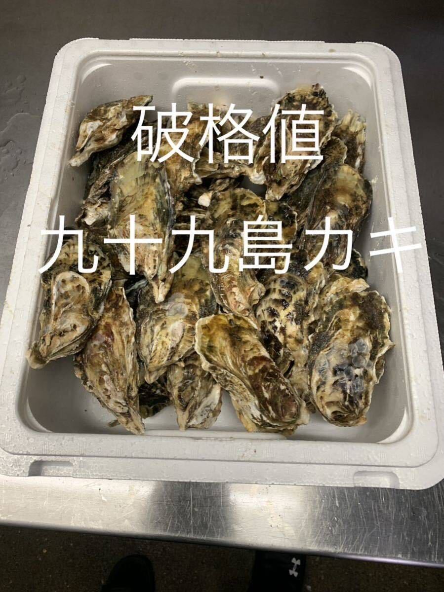 九十九島かき 9.5キロ（滅菌処理済み） 真牡蠣 殻付き牡蠣（8〜11個/kg）  の画像1