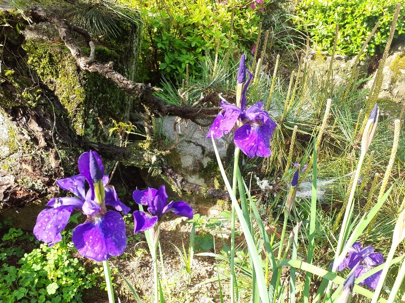 ☆あやめ☆アヤメ☆菖蒲☆文目☆綾目☆抜き苗☆_画像6