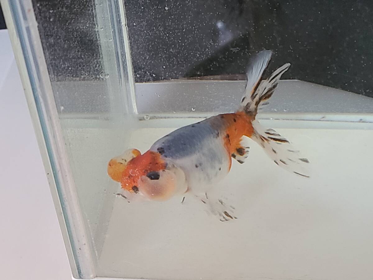 キャリコ水泡眼J 鑑賞魚 金魚 中国産 二歳魚 の画像1