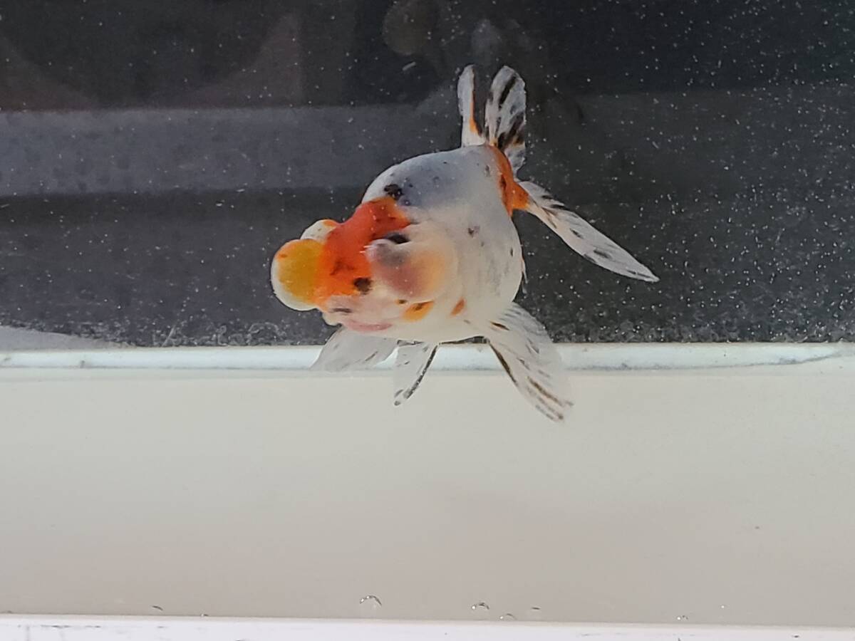 キャリコ水泡眼J 鑑賞魚 金魚 中国産 二歳魚 の画像5
