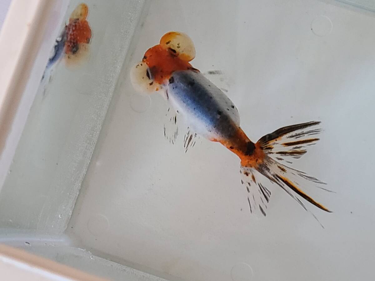 キャリコ水泡眼J 鑑賞魚 金魚 中国産 二歳魚 の画像7