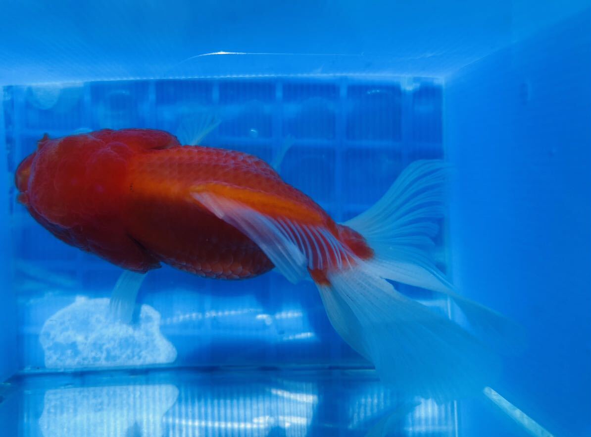 極上美金魚⑤紅白オランダ獅子頭 約9センチ ご覧の生体をお届けします 感謝祭 1スタ 赤字覚悟の出品の画像5