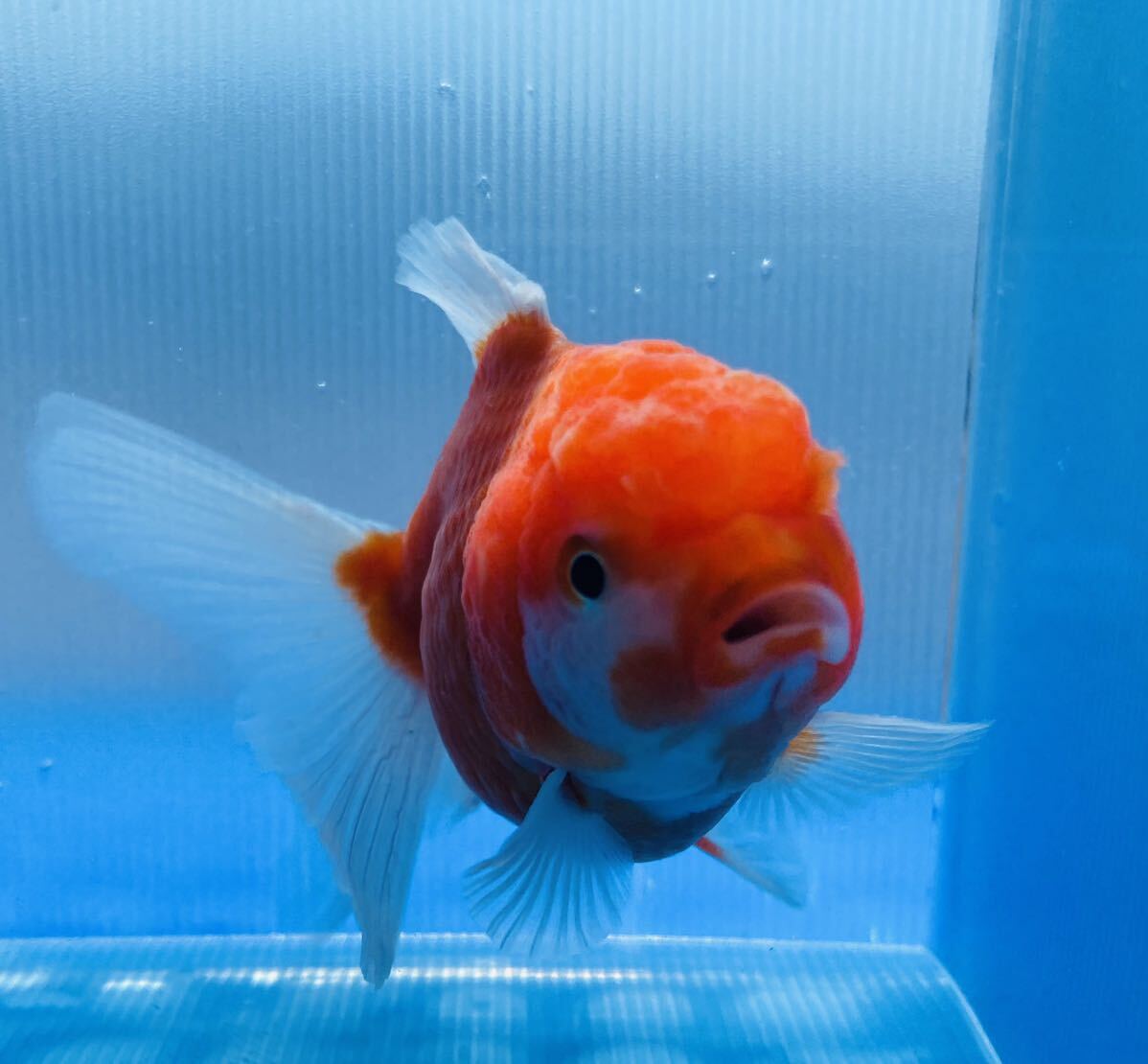 極上美金魚⑤紅白オランダ獅子頭 約9センチ ご覧の生体をお届けします 感謝祭 1スタ 赤字覚悟の出品の画像3