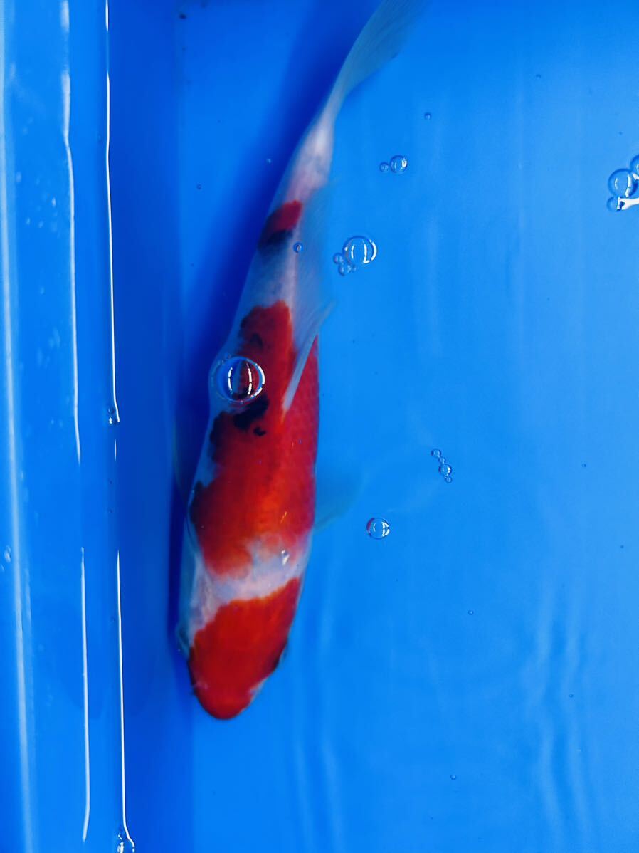 c-5 紅白 昭和三色　3匹セット新潟産　約16〜20センチ　当歳　将来期待超大♪ とても綺麗な錦鯉です ご覧の生体をお届けします_画像6