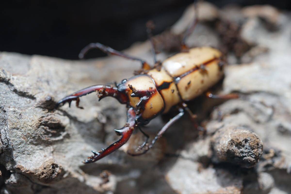 カネギエーテルノコギリクワガタ 新成虫ペア_画像1