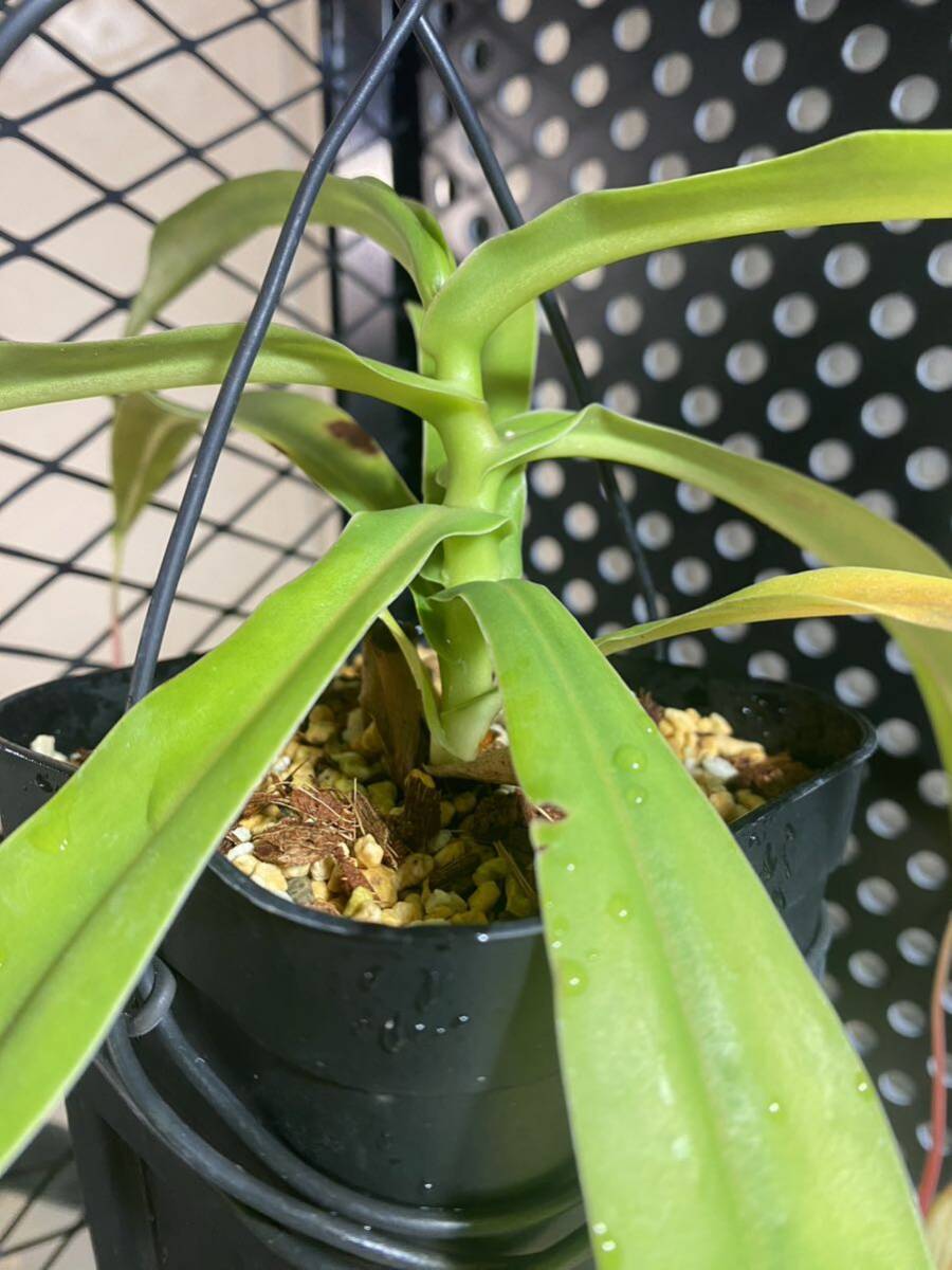 nepenthes ventricosa ネペンテス ベントリコーサ クリーム系 食虫植物の画像4