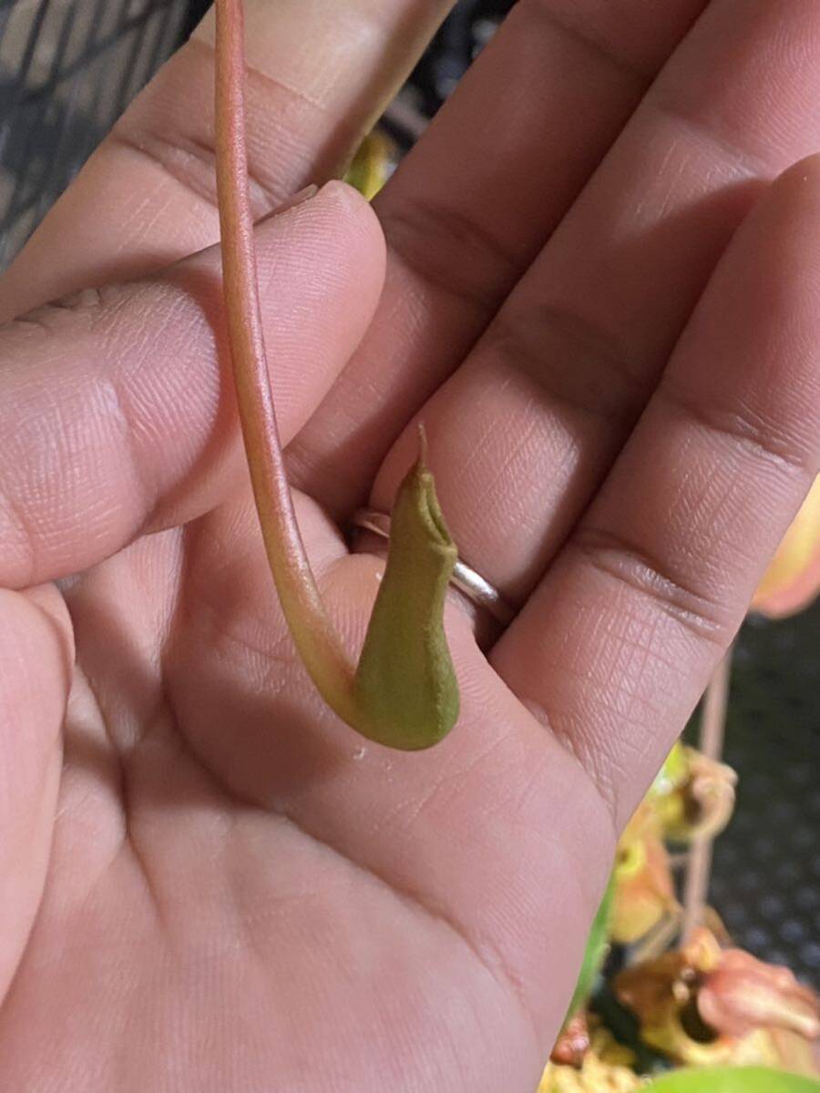 nepenthes ventricosa ネペンテス ベントリコーサ クリーム系 食虫植物の画像5