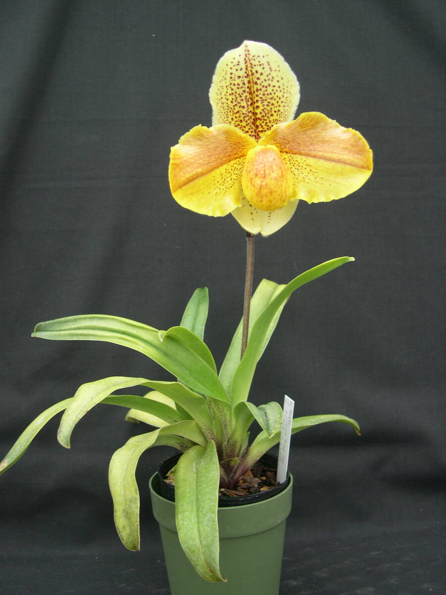 洋蘭パフィオPaph.(Miya King Top x armeniacum)花付1_画像2