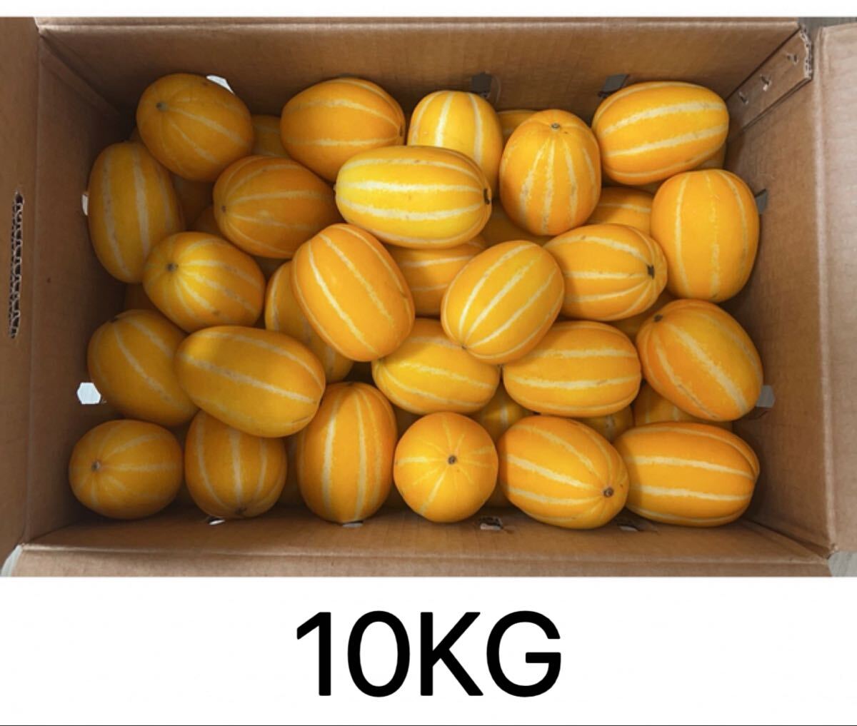 韓国産　チャメ　10kg イエローメロン　　韓国　メロン　果物　フルーツ_画像1