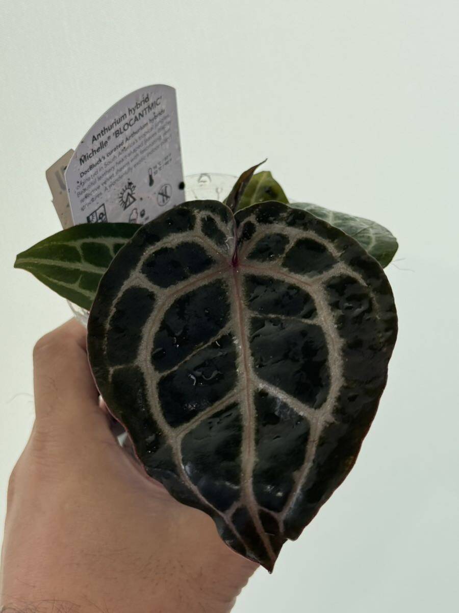 UJ Anthurium 'Michelle' アンスリューム ミシェルの画像6