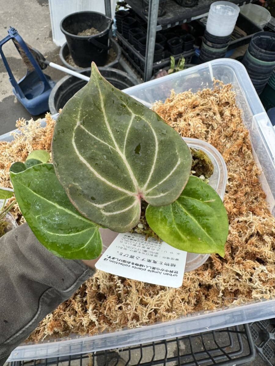Yahoo!オークション - UJ Anthurium 'King of spade ' (HU Yahoo!オークション - UJ Anthurium 'King of spade ' (HU
