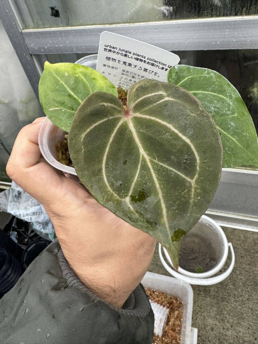 Yahoo!オークション - UJ Anthurium 'King of spade ' (HU Yahoo!オークション - UJ Anthurium 'King of spade ' (HU