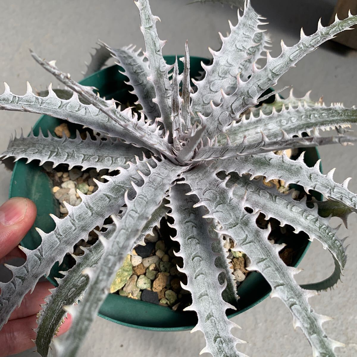 ディッキア Dyckia Hybrid 交配内容不明_画像5