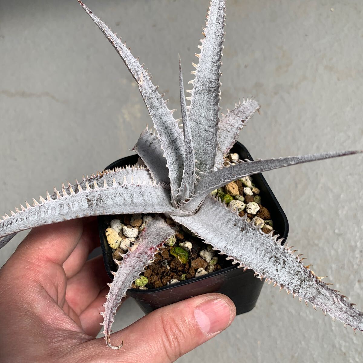 ti Kia Dyckia White ghost departure root ending 