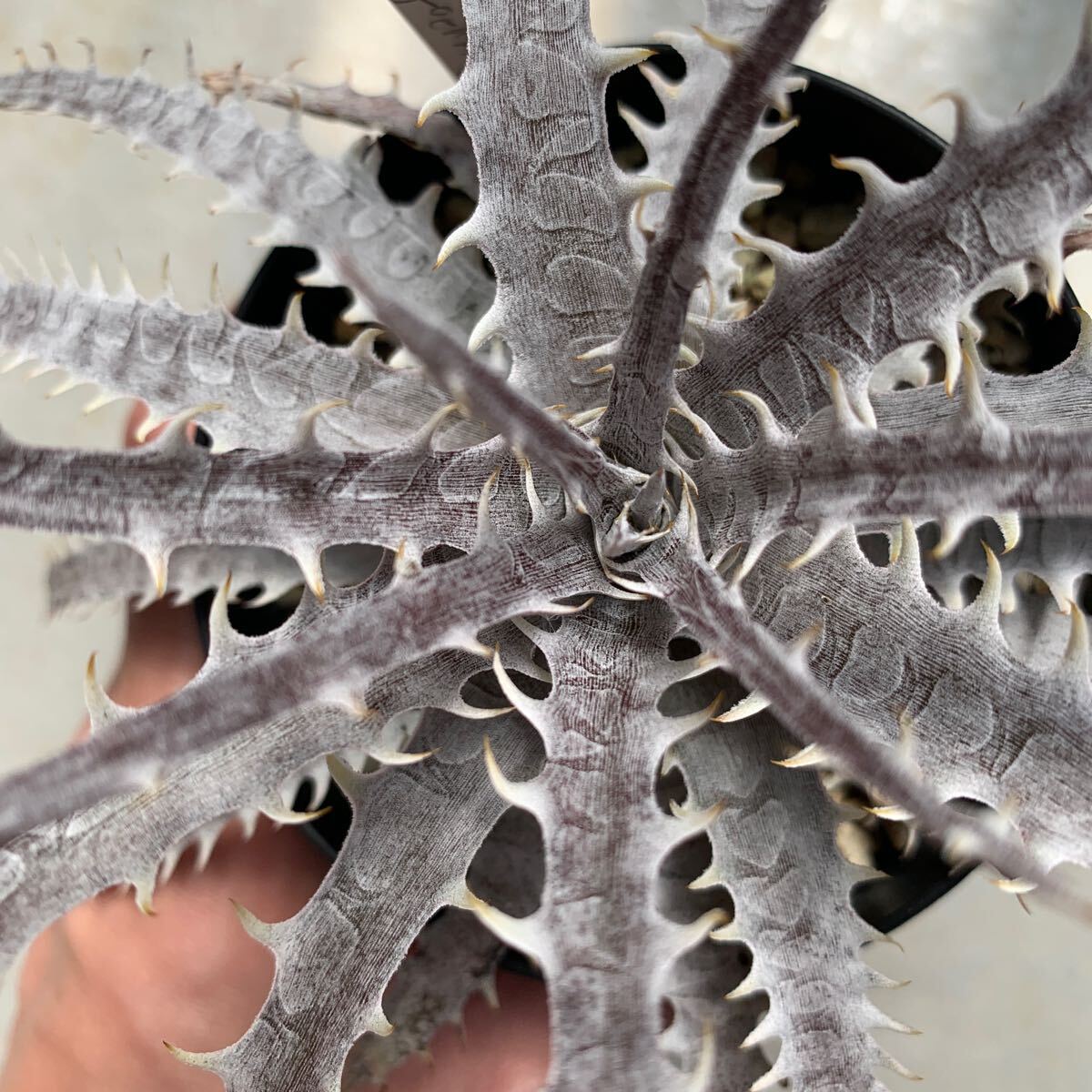 ti Kia Dyckia Jaws x goehringii TC departure root . put on ending 