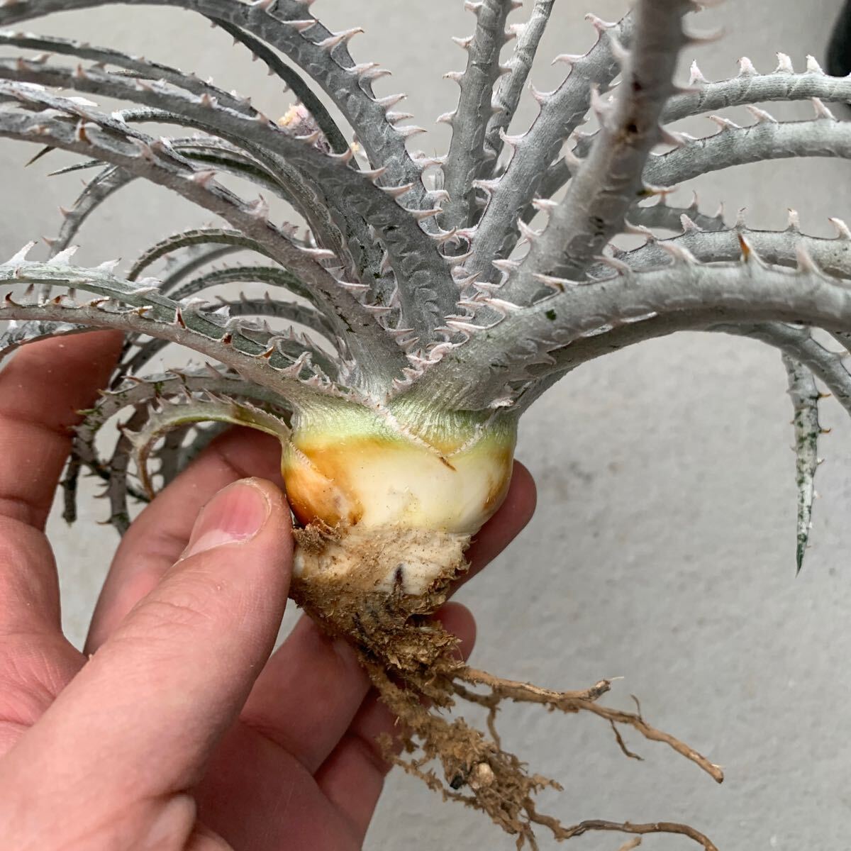 ディッキア Dyckia Dancing Bear 分頭株分 ダンシングベアー(Tagはつきませんの画像5