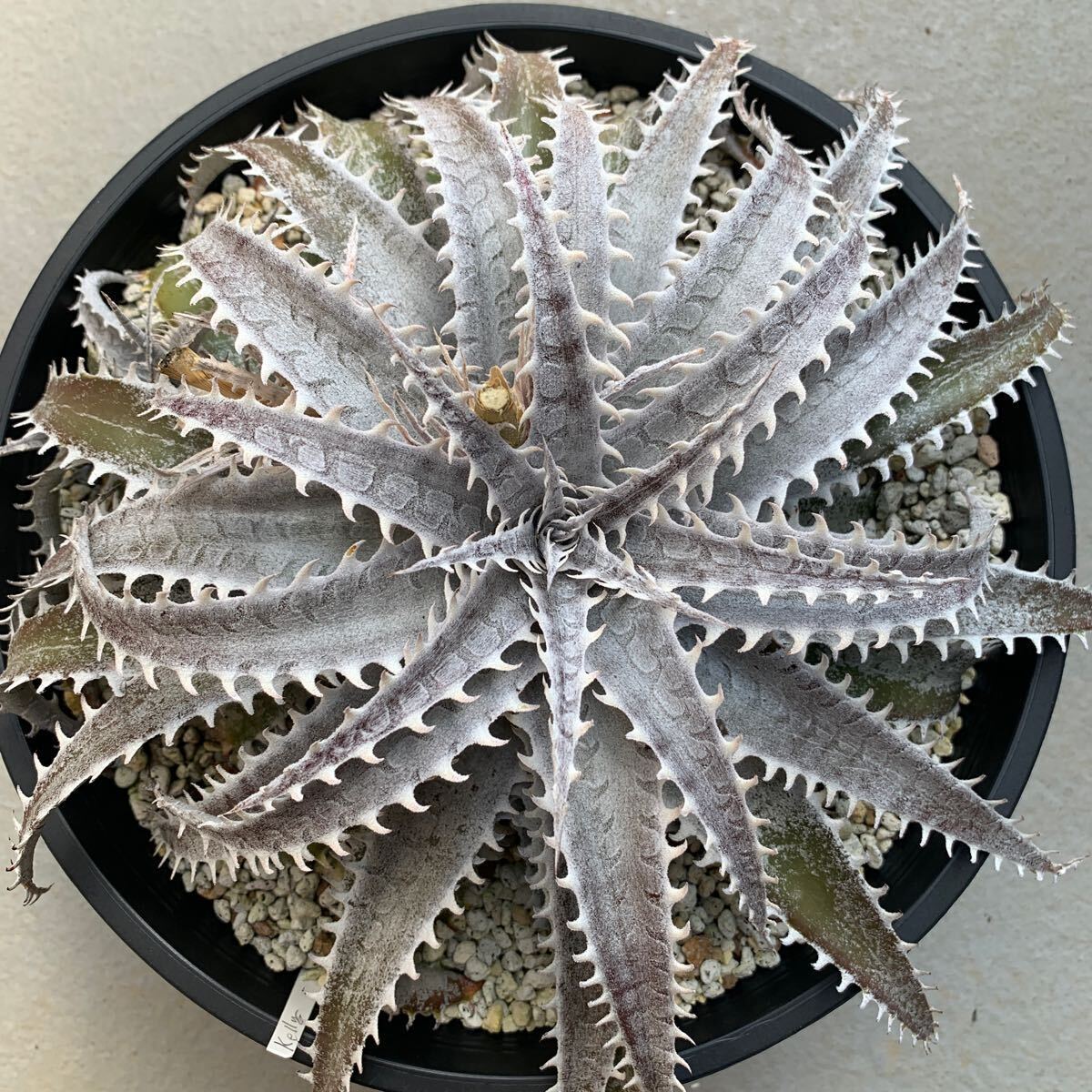 ディッキア Dyckia Kelly 親株_画像1