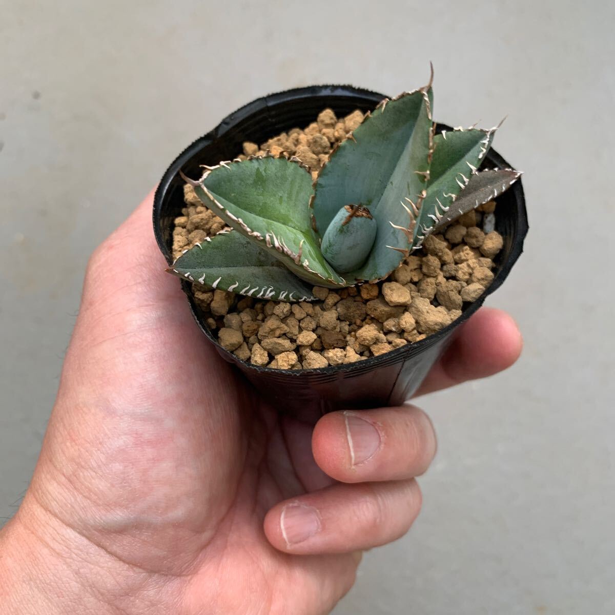 アガベ チタノタ Agave Titanota Blue 実生の画像9