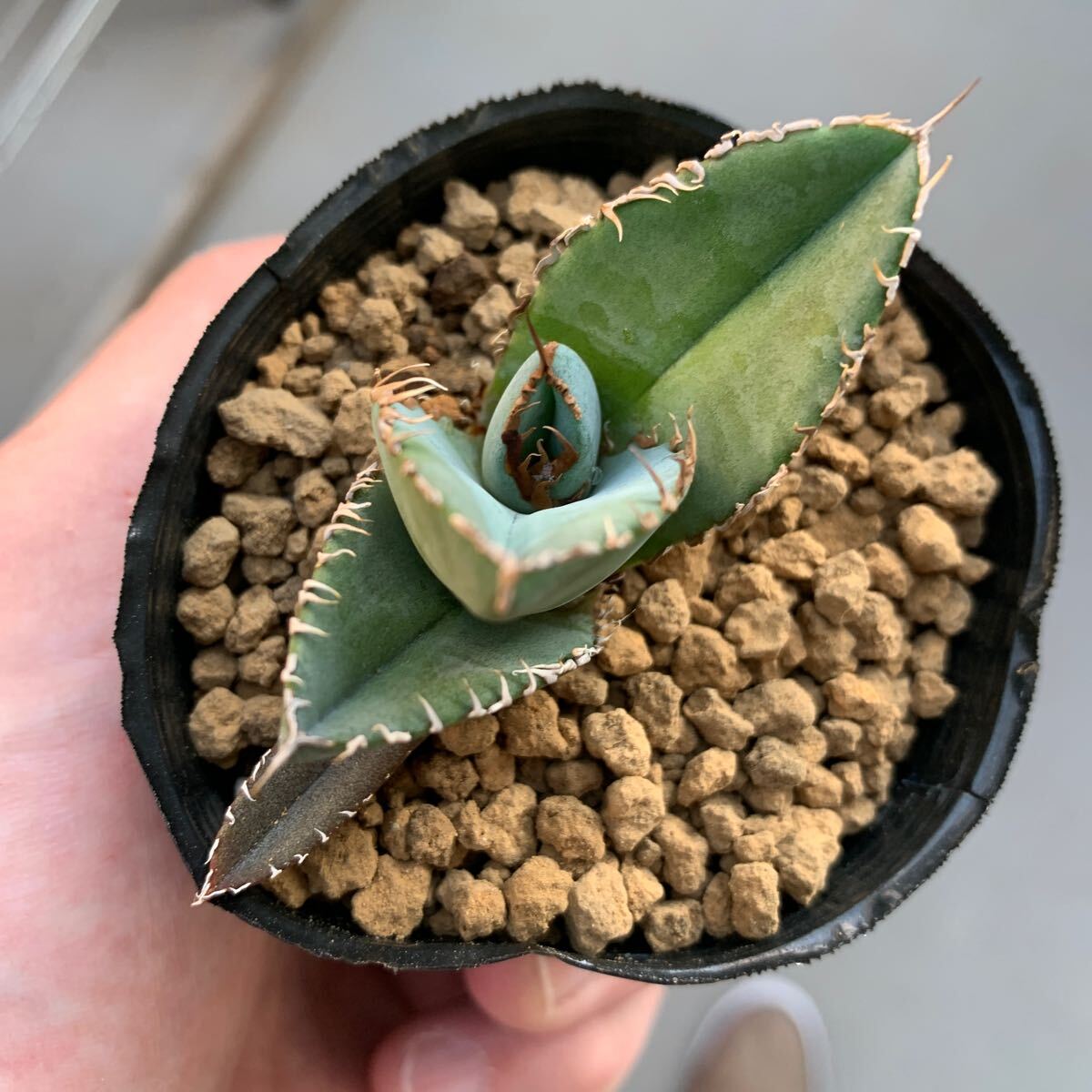 アガベ チタノタ Agave Titanota Blue 実生の画像6