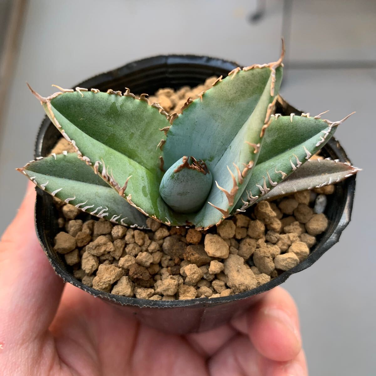 アガベ チタノタ Agave Titanota Blue 実生の画像1