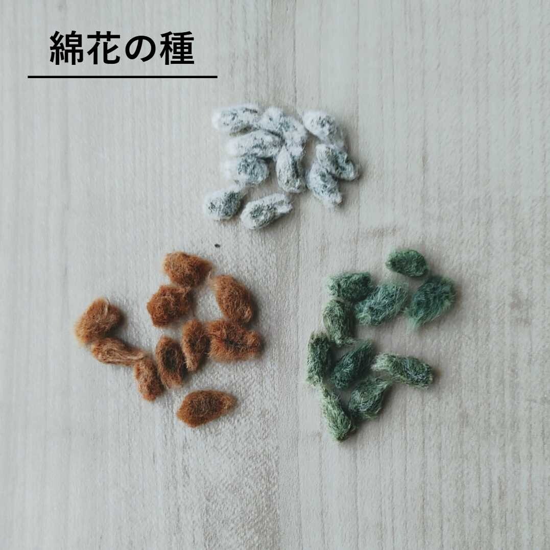 送料63円!　無農薬栽培 綿花の種 ３種セット_画像1