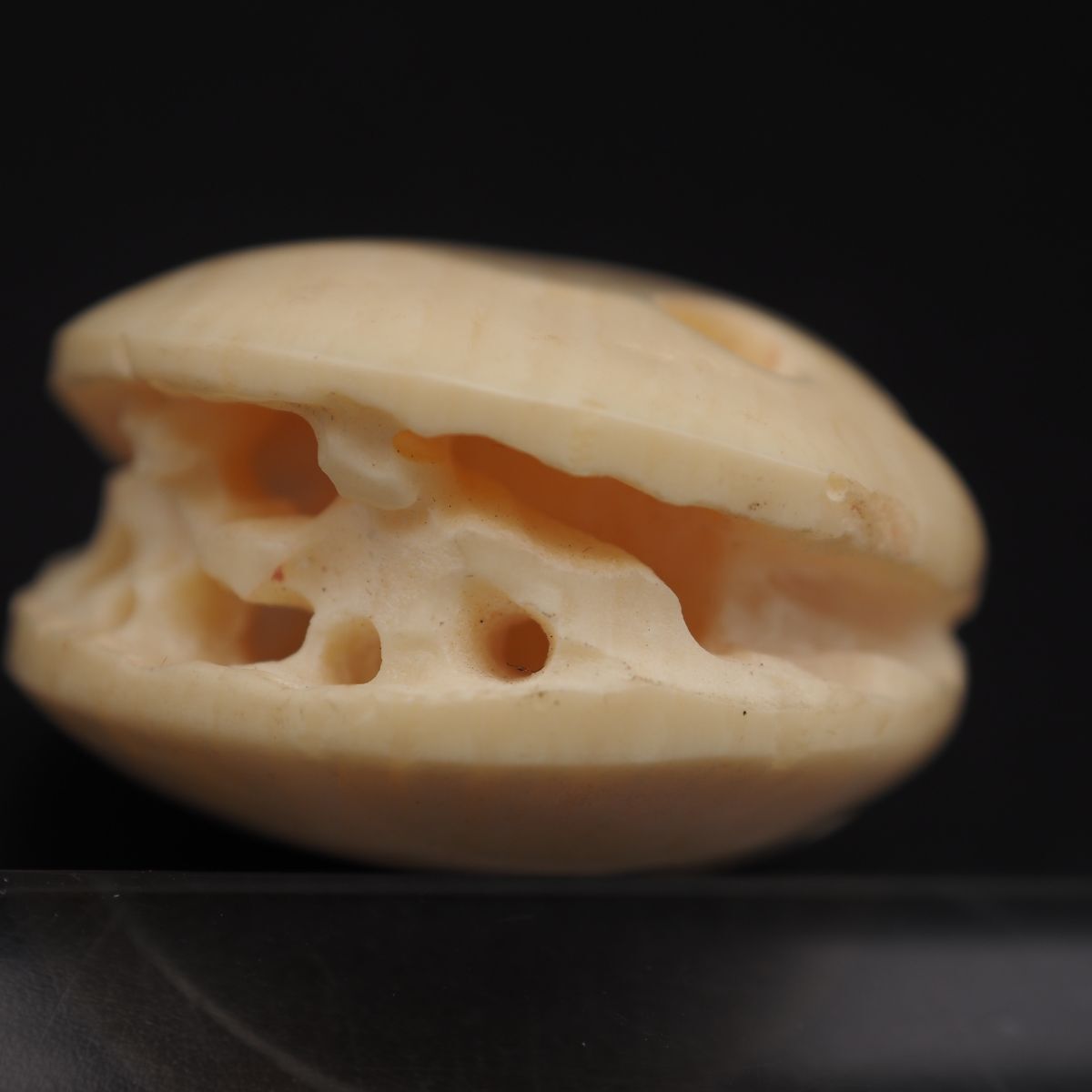 Y798 1 jpy Zaimei light month work natural material . clam is ... type design netsuke .. thing era thing 