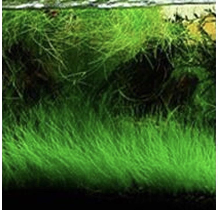 種から育てる水草 水草の種【ショートヘアーグラス系】10gの画像5