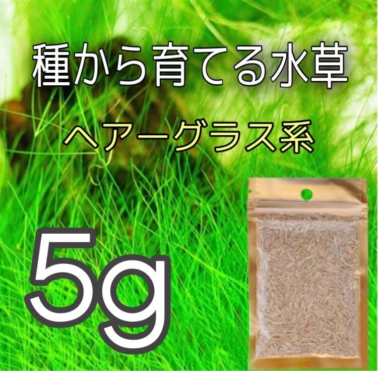 種から育てる水草 水草の種【小さい葉とヘアーグラス系】各5gセットの画像3