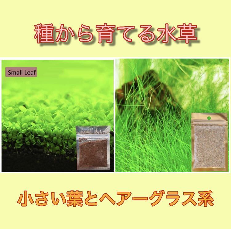 種から育てる水草　水草の種【小さい葉とヘアーグラス系】各5gセット_画像1