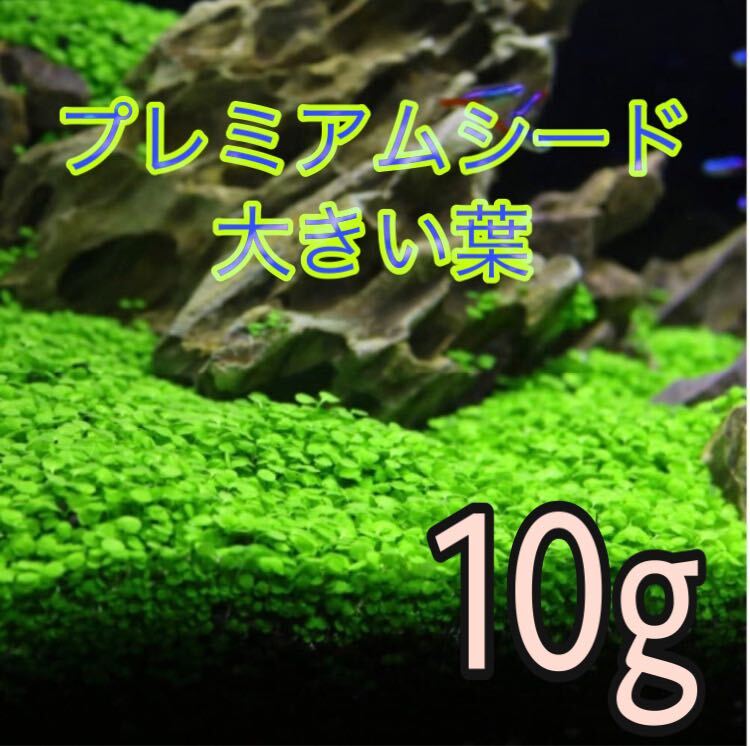 種から育てる水草 水草の種【大きい葉】10gの画像1