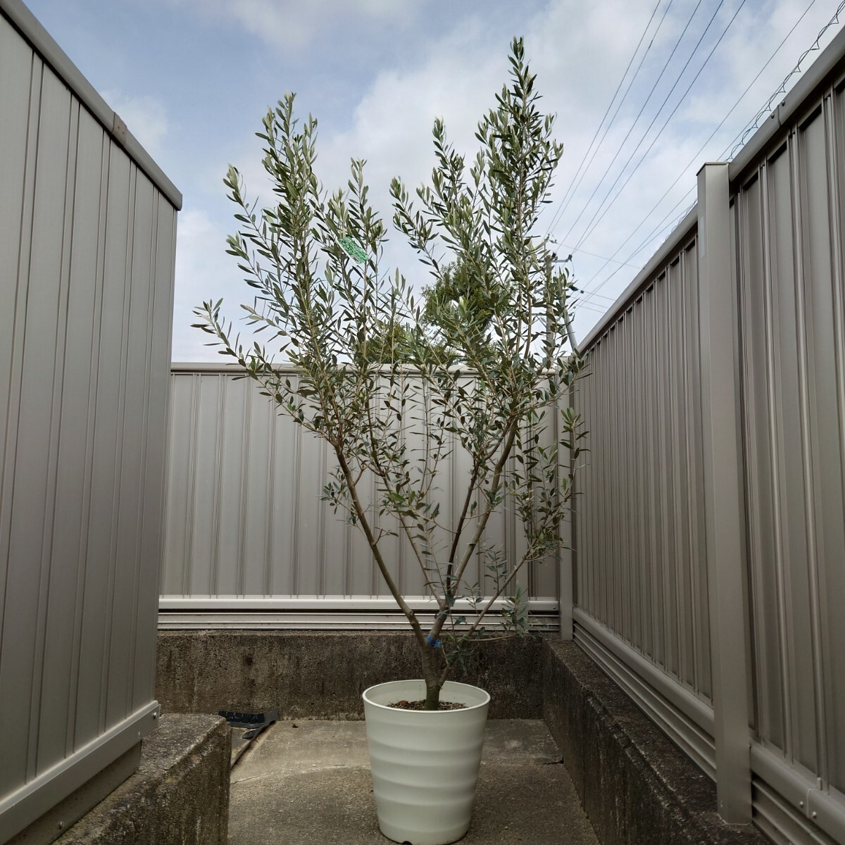 * olive. tree Blanc keta{H= approximately 1.95m*10 number pot } * 10