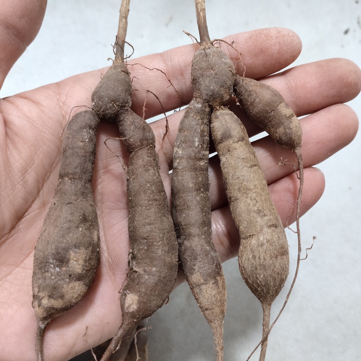 A663塊根植物 Operculicarya decaryi オペルクリカリア・デカリ一 実生株 5株同梱 双頭根_画像6