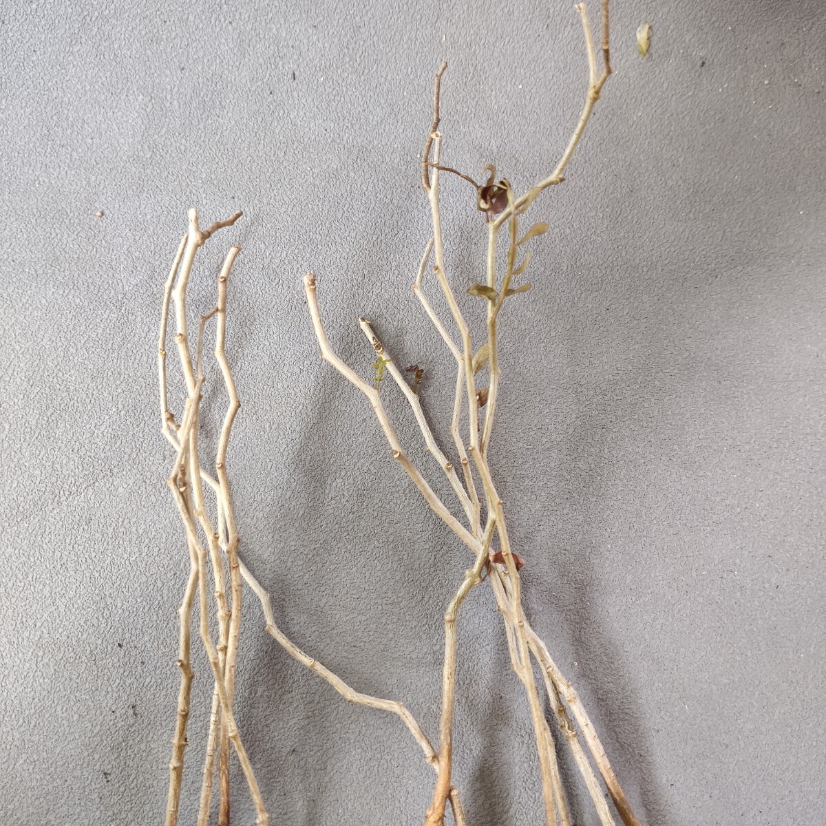 A116塊根植物 オペルクリカリア パキプス Operculicarya pachypus 実生株 10株同梱の画像4