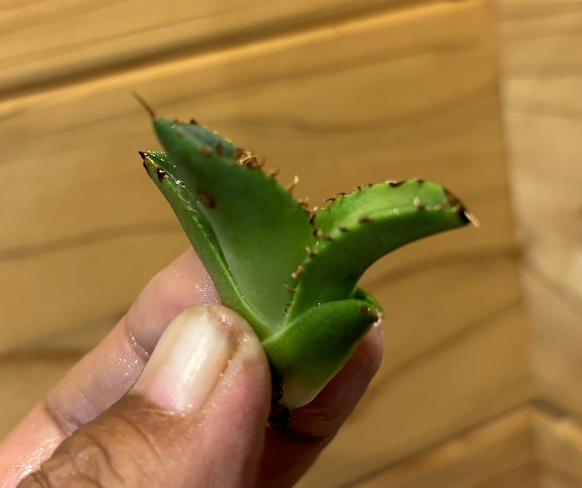 アガベチタノタ清桜 子株未発根(Agave titanota 多肉植物 )の画像4
