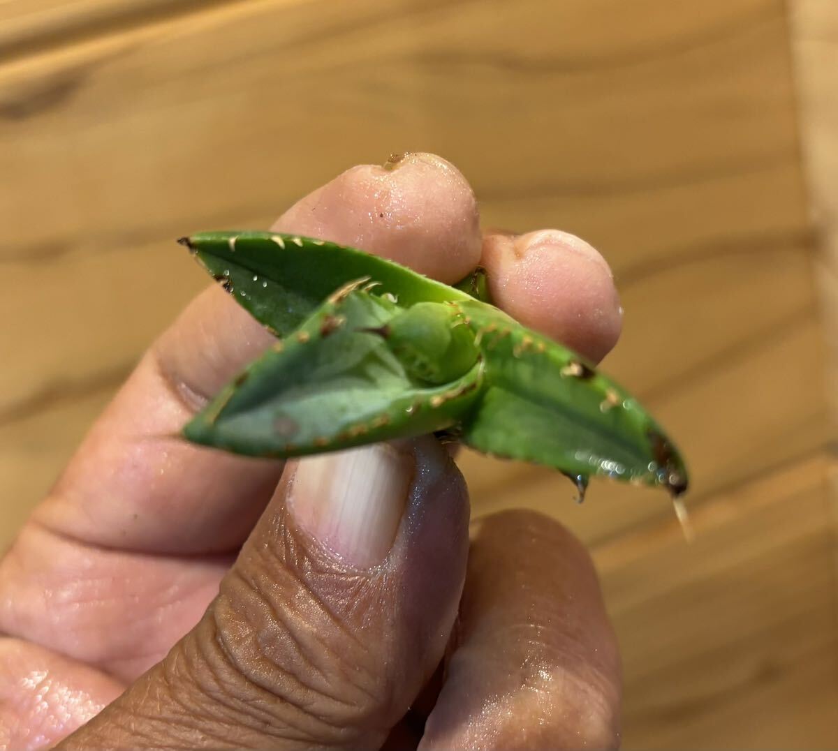 アガベチタノタ清桜 子株未発根(Agave titanota 多肉植物 )の画像5