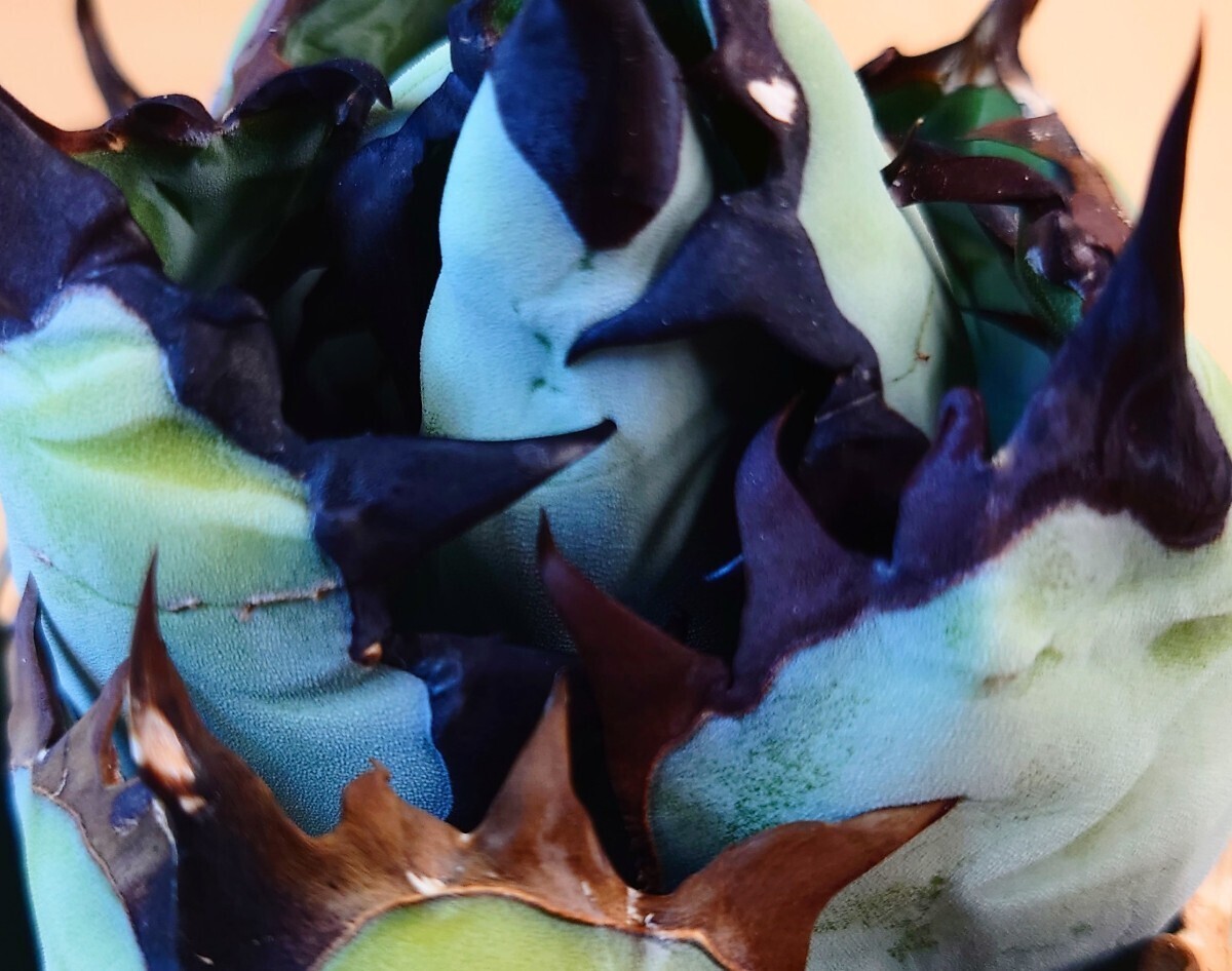 アガベ チタノタ BB ブラックアンドブルー【親株出品】 検索：チタノタ agave titanota black&blue oteroi oaxacaの画像2