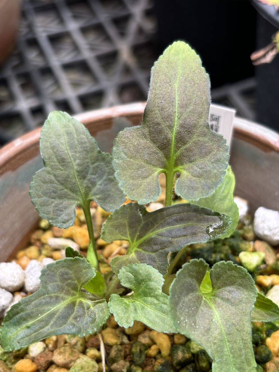 広島県産阿蘇ヒカゲスミレ〜山野草_画像1